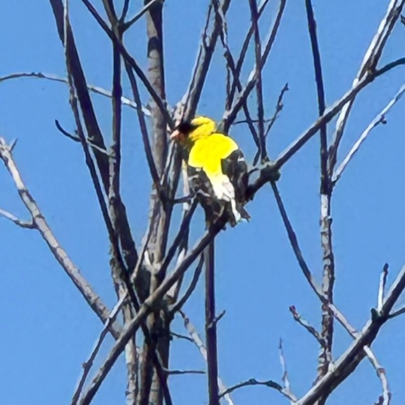 Meet your Posher, Lynette - Picture 1 of 1